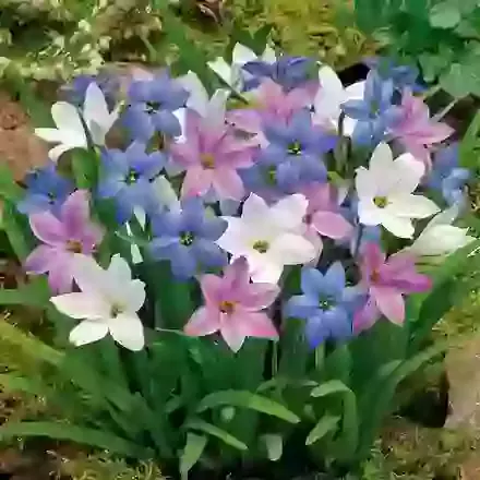 Ipheion